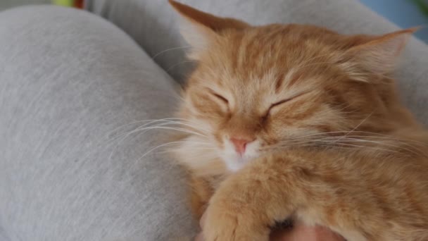 Vrouw streelt schattige gember kat op haar knieën. Fluffy huisdier spinnen met plezier. Gezellig thuis. — Stockvideo