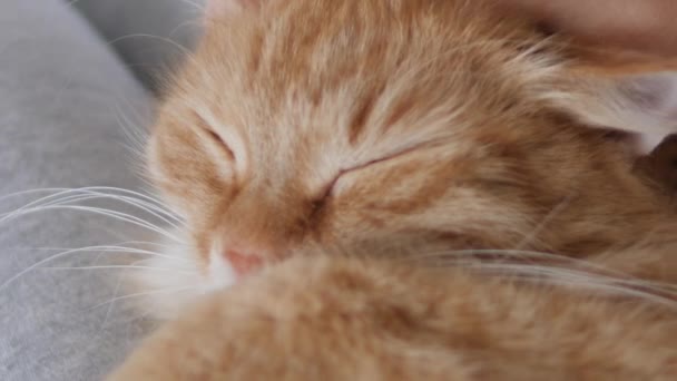 Vrouw streelt schattige gember kat op haar knieën. Fluffy huisdier spinnen met plezier. Gezellig thuis. — Stockvideo