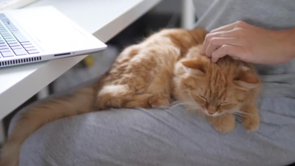 Kvinna arbetar på distans på bärbar dator och stryker söt ingefära katt knäna. Självisolering hemma på grund av Coronavirus COVID-19 karantän. Online-jobb. — Stockvideo
