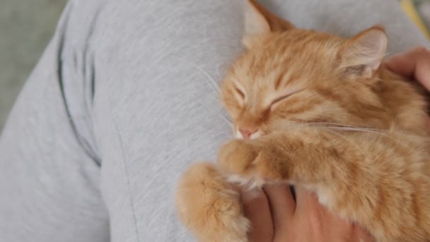 Vrouw streelt schattige gember kat op haar knieën. Fluffy huisdier spinnen met plezier. Gezellig thuis. — Stockvideo