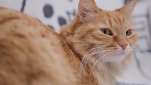 Симпатичная рыжая кошка вздремнула на белом диване. Пушистый питомец мурлычет от удовольствия. Уютный дом . — стоковое видео