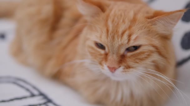 男人在白色的沙发上抚摸可爱的生姜猫.毛绒绒的宠物欢声笑语.舒适的家. — 图库视频影像