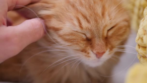 El hombre está acariciando lindo gato jengibre en el sofá blanco. Mascotas esponjosas ronroneando de placer. Acogedora casa . — Vídeos de Stock