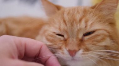 Adam beyaz koltukta zencefilli kediyi okşuyor. Tüylü hayvan zevkle mırıldanıyor. Konforlu ev.