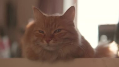 Meraklı kızıl kedi masada oturur. Yumuşak evcil hayvan dikkatli görünüyor. Tüylü evcil hayvan rahat evinde.