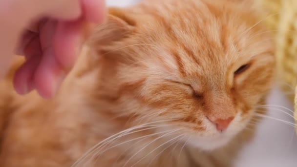 男は白いソファの上で可愛い生姜猫を撫でている。喜びとふわふわのペットを追求します。居心地の良い家. — ストック動画
