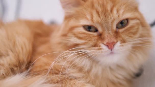 Lindo gato jengibre tiene una siesta en el sofá blanco. Mascotas esponjosas ronroneando de placer. Acogedora casa . — Vídeo de stock