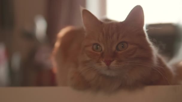 好奇心旺盛な生姜猫がテーブルに腰を下ろしている。ふわふわのペットは注意深く見えます。居心地の良い家で家畜を毛皮. — ストック動画