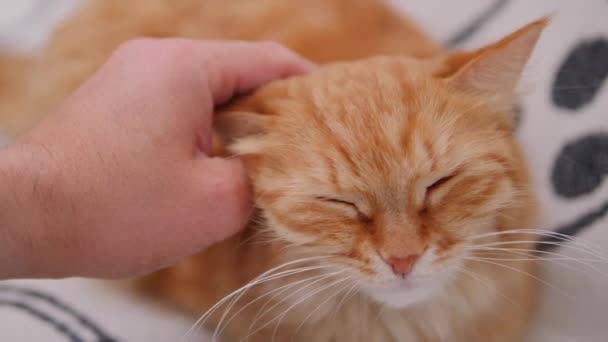 L'uomo accarezza il simpatico gatto rossiccio sul divano bianco. Soffici animali domestici facendo le fusa con piacere. Accogliente casa . — Video Stock