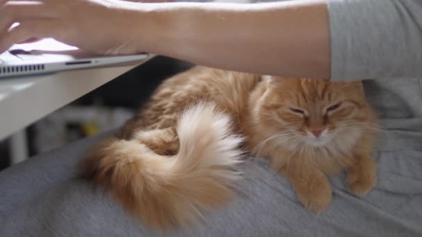 Mulher trabalha remotamente no laptop e acaricia gato gengibre bonito seus joelhos. Auto-isolamento em casa por causa da quarentena do coronavírus COVID-19. Trabalho online . — Vídeo de Stock
