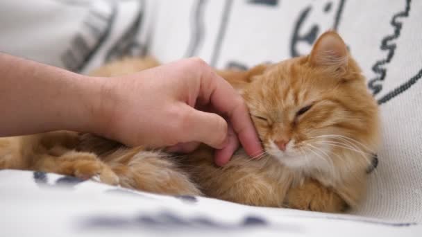L'uomo accarezza il simpatico gatto rossiccio sul divano bianco. Fluffy pet si morde scherzosamente la mano. Accogliente casa . — Video Stock