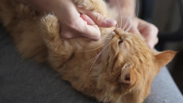 Gato de gengibre bonito deitado em joelhos de mulheres. Mulher acaricia animal de estimação fofo, morde brincando. Manhã acolhedora em casa . — Vídeo de Stock