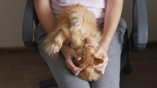 Söt ingefära katt liggande på kvinnors knän. Kvinna i grå pyjamas smeker fluffigt husdjur. Mysig morgon hemma. — Stockvideo