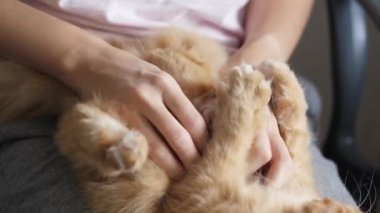 Kadınlara diz çöktüren sevimli kızıl kedi. Gri pijama giymiş bir kadın tüylü bir hayvanı okşadı. Evde sıcak bir sabah..