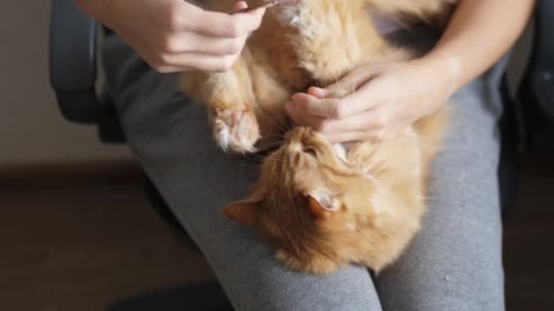 Roztomilá zrzavá kočka ležící na ženských kolenou. Žena krájí chlupaté drápy s nůžkami. Útulné ráno doma. — Stock video