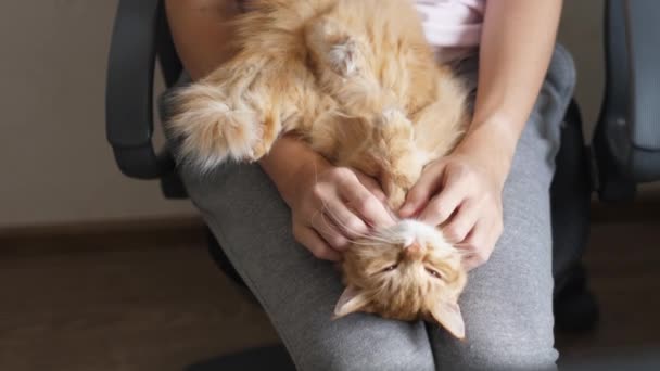 Słodki rudy kot leżący na kobiecych kolanach. Kobieta w szarej piżamie głaszcze puszystego zwierzaka. Przytulny poranek w domu. — Wideo stockowe
