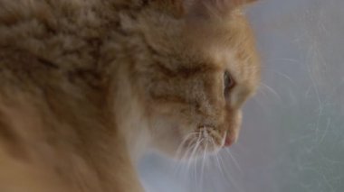 Pencere camına yapışmış kedi kılı. Tatlı kızıl kedi camdaki yapışkan koli bandını yalıyor. Yumuşak hayvan yapışkan yüzeyleri yalamayı sever..