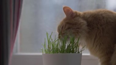 Tatlı kızıl kedi taze yeşil ot yer. İyi sindirim için saksıda özel kedi otu. Yumuşak evcil hayvan suratının görüntülerini kapat. Tüylü evcil hayvan.
