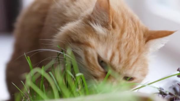 귀여운 생강 고양이가 싱싱 한 푸른 풀을 먹는다. 화단에 있는 특별 한 고양이풀은 소화가 잘 되게 한다. 푹신 한 애완 동물 얼굴의 영상을 클로즈업 합니다. 곱슬곱슬 한 가축. — 비디오