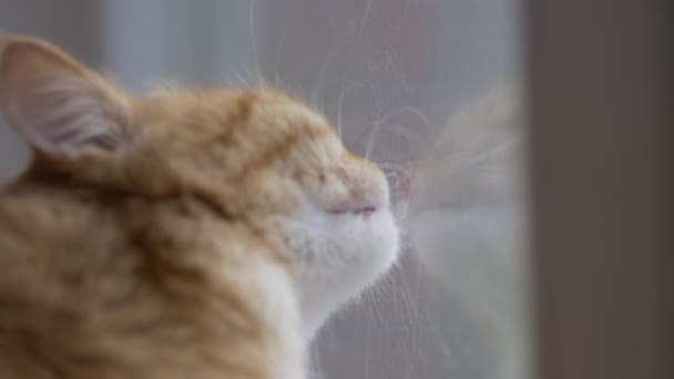 El pelo de gato se aferró al cristal de la ventana. Lindo gato jengibre lame capa pegajosa de cinta adhesiva en la ventana. Fluffy mascota le gusta lamer superficies pegajosas . — Vídeos de Stock