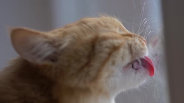 El pelo de gato se aferró al cristal de la ventana. Lindo gato jengibre lame capa pegajosa de cinta adhesiva en la ventana. Fluffy mascota le gusta lamer superficies pegajosas . — Vídeos de Stock