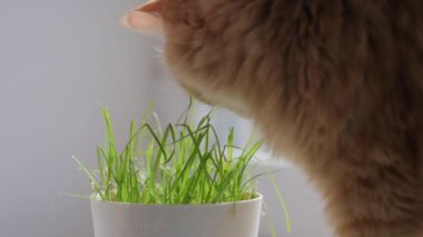 Tatlı kızıl kedi taze yeşil ot yer. İyi sindirim için saksıda özel kedi otu. Yumuşak evcil hayvan suratının görüntülerini kapat. Tüylü evcil hayvan.