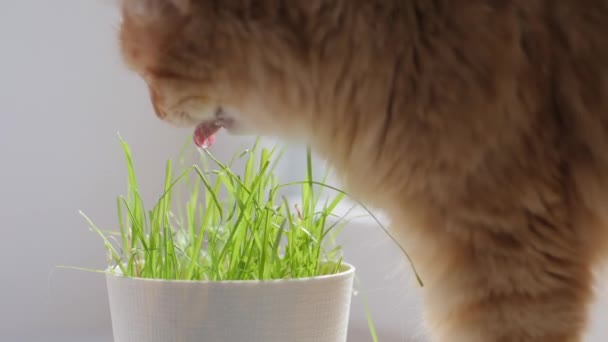 Ładny rudy kot zjada świeżą zieloną trawę. Specjalna trawa kota w doniczce dla dobrego trawienia. Zamknij nagranie puszystej twarzy zwierzaka. Niewyraźne zwierzę domowe. — Wideo stockowe
