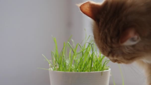 Tatlı kızıl kedi taze yeşil ot yer. İyi sindirim için saksıda özel kedi otu. Yumuşak evcil hayvan suratının görüntülerini kapat. Tüylü evcil hayvan. — Stok video