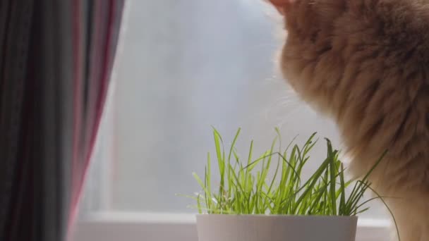 Gato de gengibre bonito come grama verde fresco. Grama de gato especial em vaso de flores para uma boa digestão. Feche a filmagem do rosto fofo de estimação. Animais domésticos fuzzy . — Vídeo de Stock