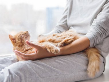 Kadının dizlerinin üzerinde yatan sevimli kızıl kedi. Gri pijama giymiş bir kadın tüylü bir hayvanı okşadı. Evde sıcak bir sabah..
