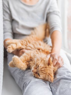 Kadının dizlerinin üzerinde yatan sevimli kızıl kedi. Gri pijama giymiş bir kadın tüylü bir hayvanı okşadı. Evde sıcak bir sabah..