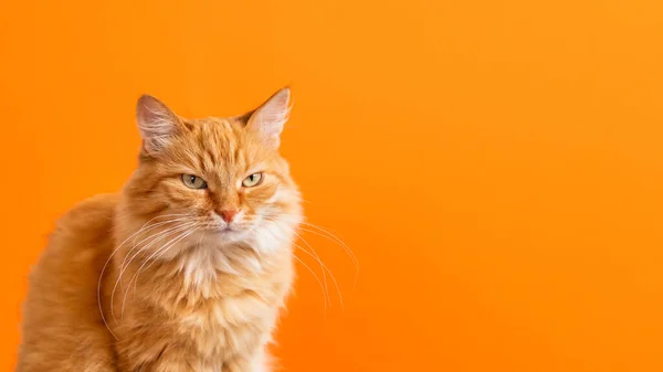 Χαριτωμένη Γάτα Τζίντζερ Πορτοκαλί Φόντο Πορτρέτο Του Περήφανου Χνουδωτού Κατοικίδιου — Φωτογραφία Αρχείου