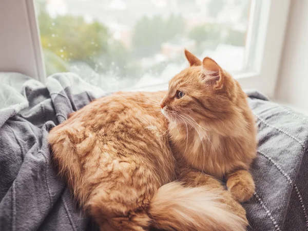 かわいい生姜猫が毛布の上に横たわっている 窓辺のふわふわのペット 外で雨が降ってる 居心地の良い家で家畜 — ストック写真