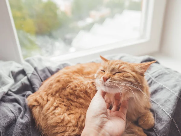 女性は窓の上の毛布の上に横たわるかわいい生姜猫をストロークします ふわふわのペットパーラーでお楽しみください 居心地の良い家 — ストック写真