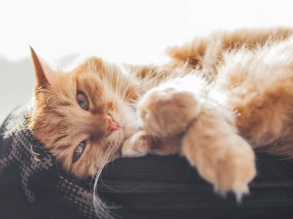 Gato Gengibre Bonito Dorme Mochila Preta Peitoril Janela Animal Estimação — Fotografia de Stock