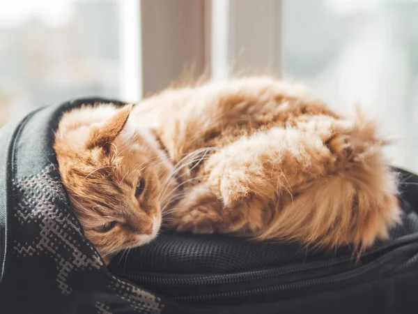 Cute ginger cat sleeps on black backpack on window sill. Fluffy pet has a nap on window sill. Domestic animal at cozy home.