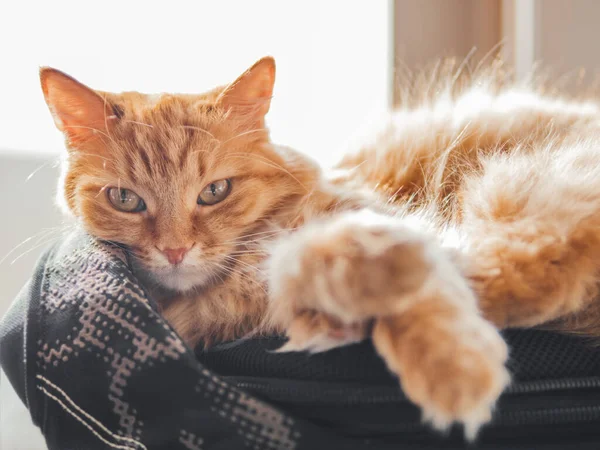 Cute ginger cat sleeps on black backpack on window sill. Fluffy pet has a nap on window sill. Domestic animal at cozy home.