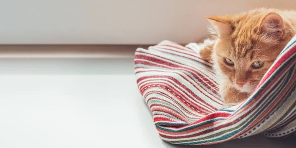 Cute Ginger Cat Sleeps Window Sill Fluffy Pet Has Nap — Stock Photo, Image