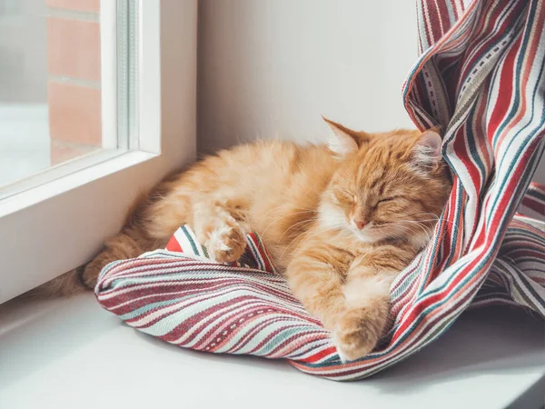 Cute Ginger Cat Sleeps Window Sill Fluffy Pet Has Nap — Stock Photo, Image