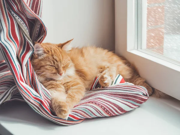 Roztomilá Zrzavá Kočka Spí Parapetu Chlupatý Mazlíček Zdříml Barevném Textilním — Stock fotografie