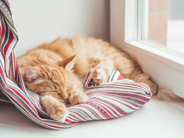 Cute Ginger Cat Sleeps Window Sill Fluffy Pet Has Nap — Stock Photo, Image