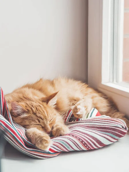 Niedliche Ingwerkatze Schläft Auf Fensterbank Flauschiges Haustier Schläft Auf Buntem — Stockfoto