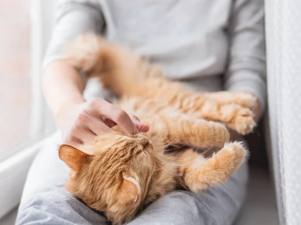 Niedliche Ingwerkatze Liegt Auf Den Knien Der Frau Frau Grauen — Stockfoto