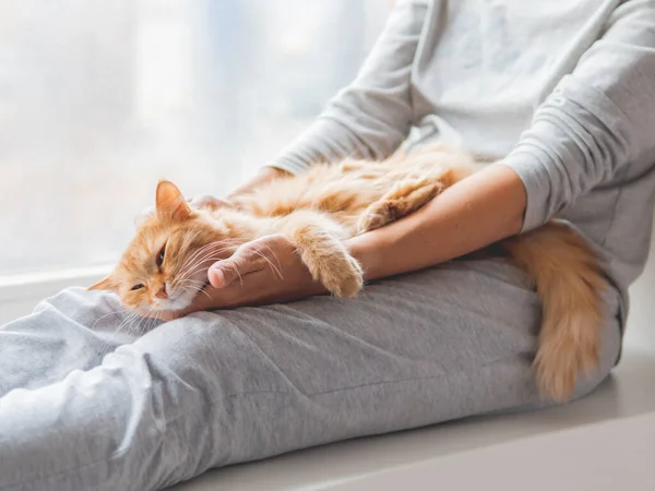 Lindo Gato Jengibre Acostado Las Rodillas Mujer Mujer Pijama Gris — Foto de Stock