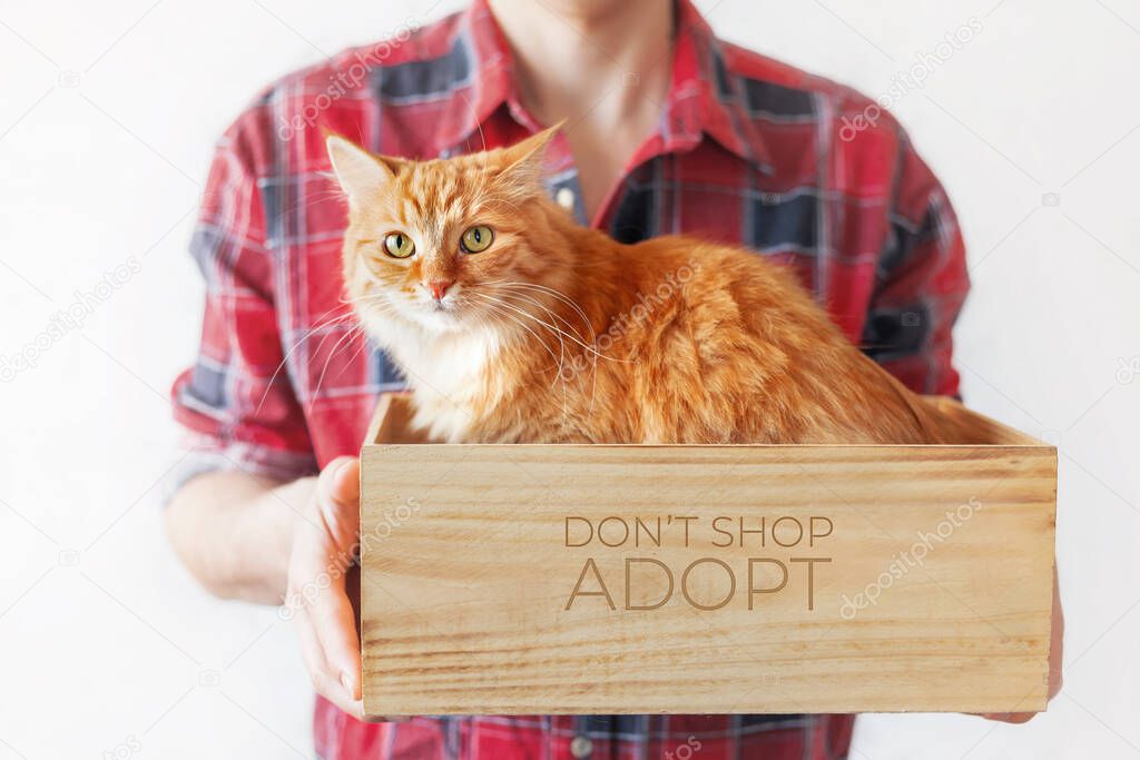 Volunteer from animal shelter holds box with stray ginger cat inside. Appeal to adopt homeless animals, not to buy them. Man in red tartan plaid shirt with cute cat. Symbol of adopting animals. 