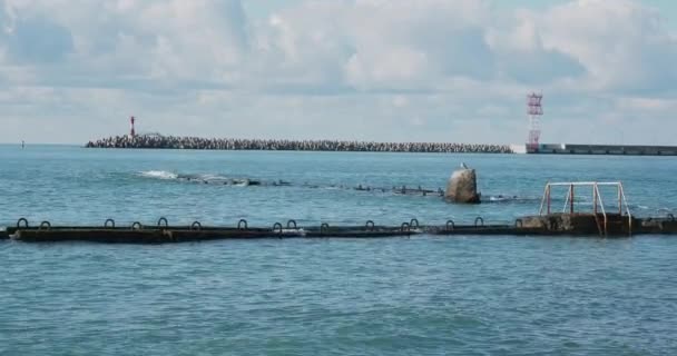 Gabbiano siede sulla roccia. Faro nel porto di Sochi, Russia. Silhouette di gabbiani su rocce e tranquille onde marine. — Video Stock