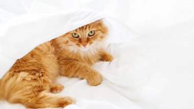 Tatlı zencefilli kedi yapılmamış yatakta yatıyor. Beyaz buruşuk çarşafın altında tüylü bir hayvan. Tüylü evcil hayvan. Rahat bir evde tembel bir sabah. Kopyalama alanı olan pankart.