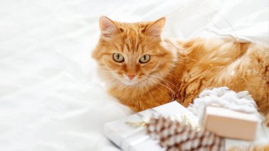 Tatlı kızıl kedi yeni yıl hediyelerinin yanında yatıyor. Beyaz çarşaftaki tüylü hayvan. Noel arifesinde tüylü evcil hayvan. Sıcak bir evde kış sabahı.