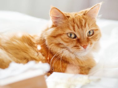 Tatlı kızıl kedi yeni yıl hediyelerinin yanında yatıyor. Beyaz çarşaftaki tüylü hayvan. Noel arifesinde tüylü evcil hayvan. Sıcak bir evde kış sabahı.