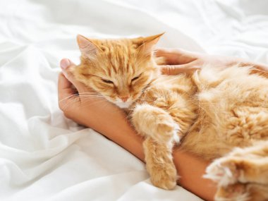 Tatlı kızıl kedi kadınların elinde uyur. Yapılmamış yatakta tüylü bir hayvan. Ev sahibi olan tüylü evcil hayvan. Kedi sever.. 